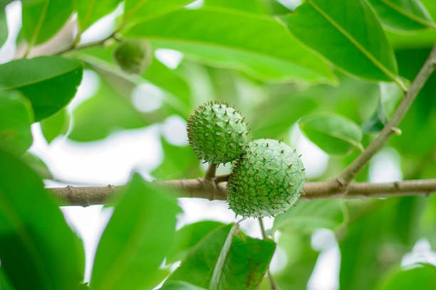 Manfaat Luar Biasa Daun Sirsak untuk Kesehatan Anda